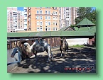 верблюд