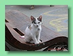 котенок